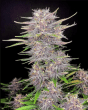 banana jealousy rf3 auto seeds
