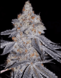 banana-jealousy-auto-strain-feminized-seeds