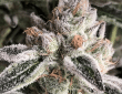 pillows-r1-feminized-seeds