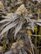 pink-payton-strain-seeds