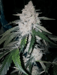 zweet-inzanity-auto