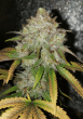 zweet-inzanity-auto