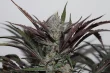 91 berries auto seeds