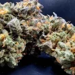 always-be-flowering-lucky-cat-feminized-cannabis-seeds