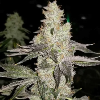 finessin always be flowering seeds