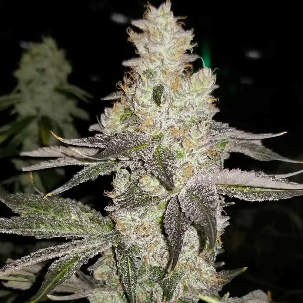 always-be-flowering-finessin-feminized-seeds finessin always be flowering seeds