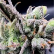 always-be-flowering-lucky-cat-feminized-cannabis-seeds