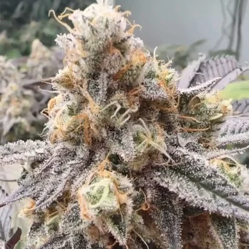 malvazia feminized seeds always be flowering