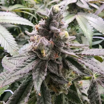 mamoncillo feminized seeds always be flowering