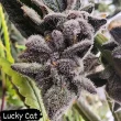always-be-flowering-lucky-cat-feminized-cannabis-seeds