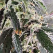 snow-globe-seeds-always-be-flowering-feminized