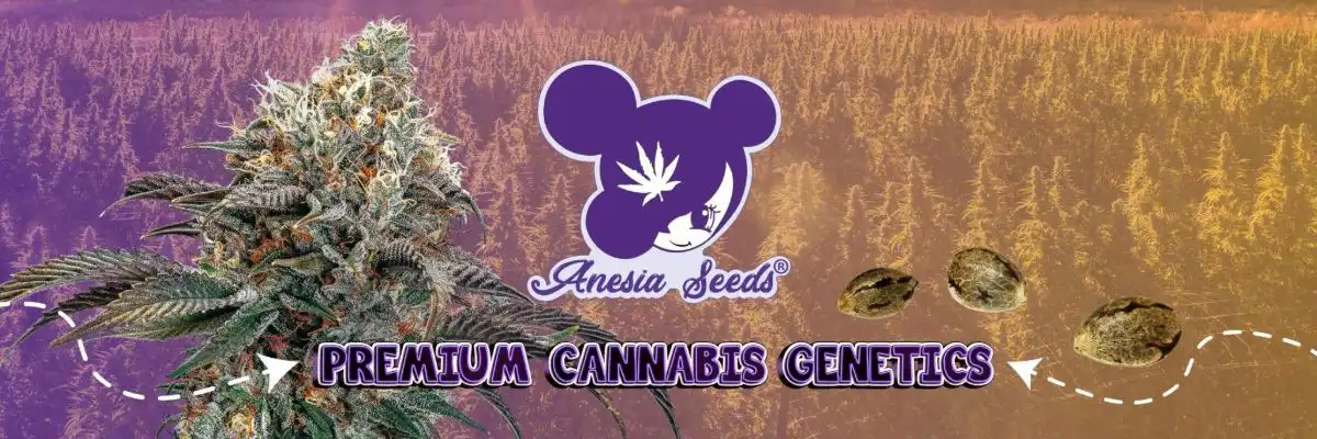 buy anesia seeds cannabis seeds