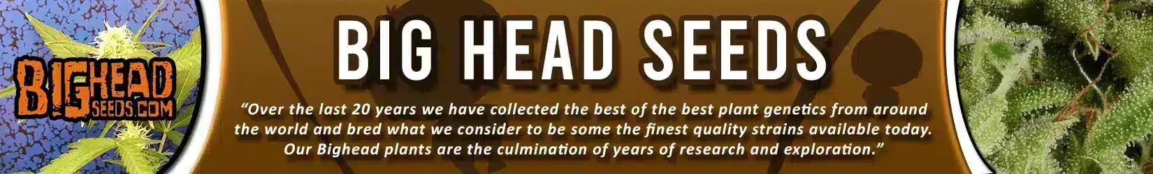 buy bighead cannabis seeds