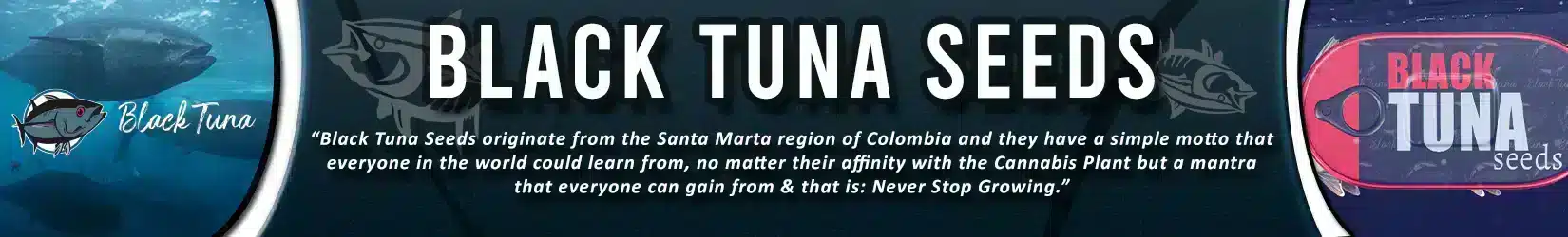 black tuna seeds cannabis seeds