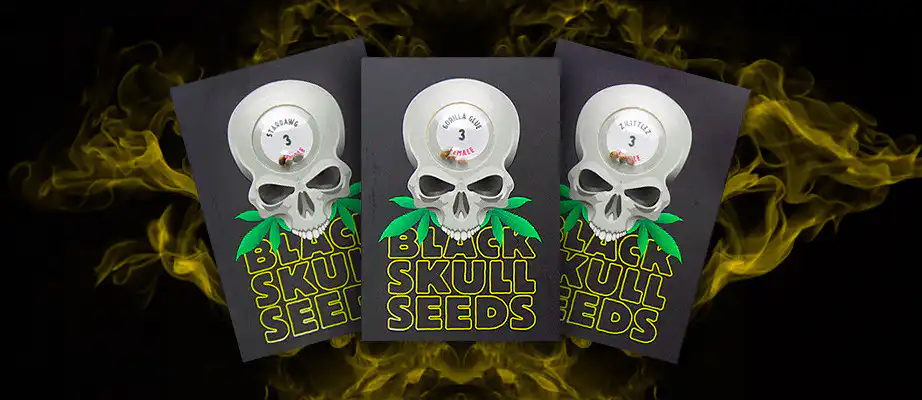 black skull cannabis seeds breeder