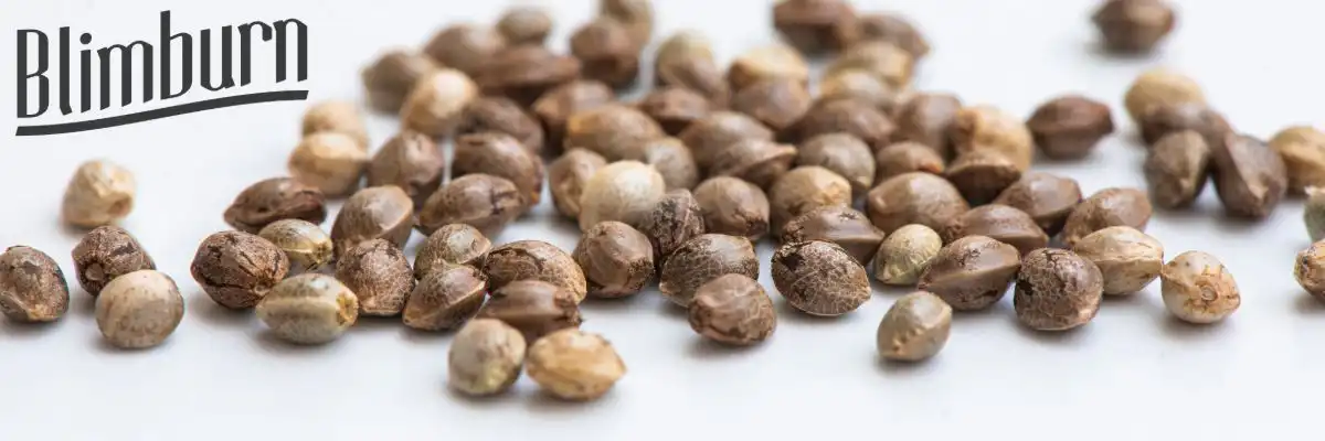 buy blimburn seeds cannabis seed bank