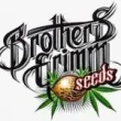 brothers grimm cannabis seed breeder