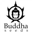 buddha seeds cannabis seed bank