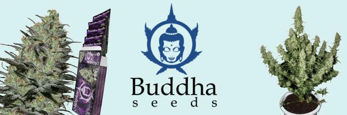 buddha seeds cannabis seeds stealth delivery