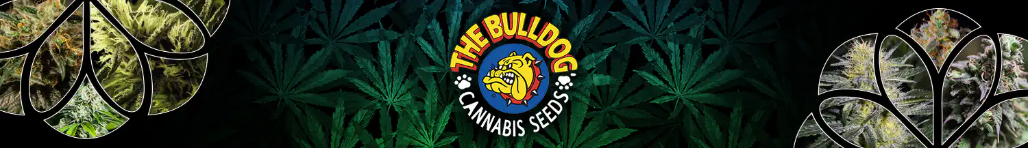 bulldog seeds cannabis seeds bank