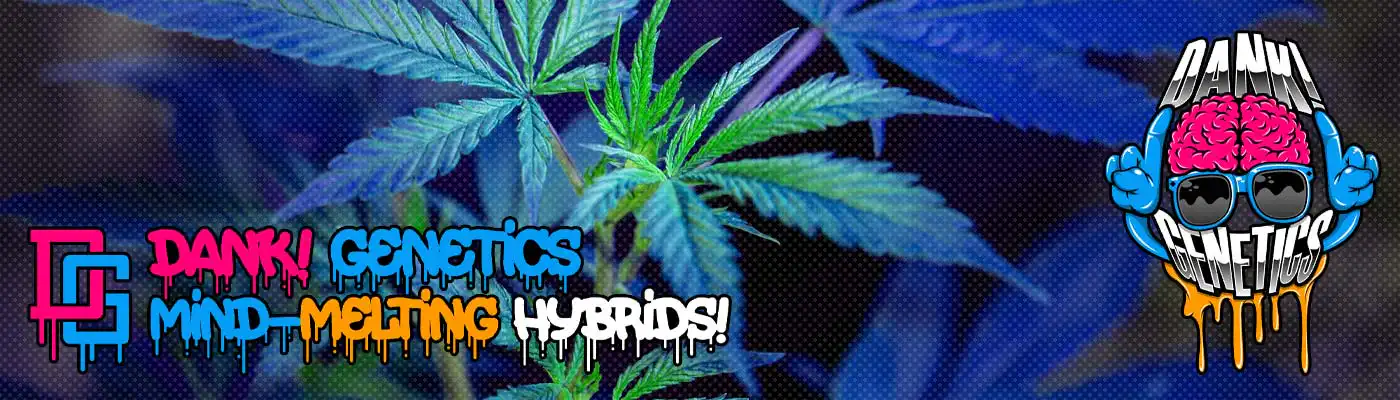 dank genetics cannabis seeds bank