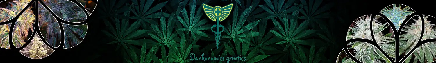 dankonomics genetics seed bank cannabis seeds