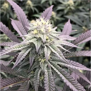 diamond runtz always be flowering cannabis seeds