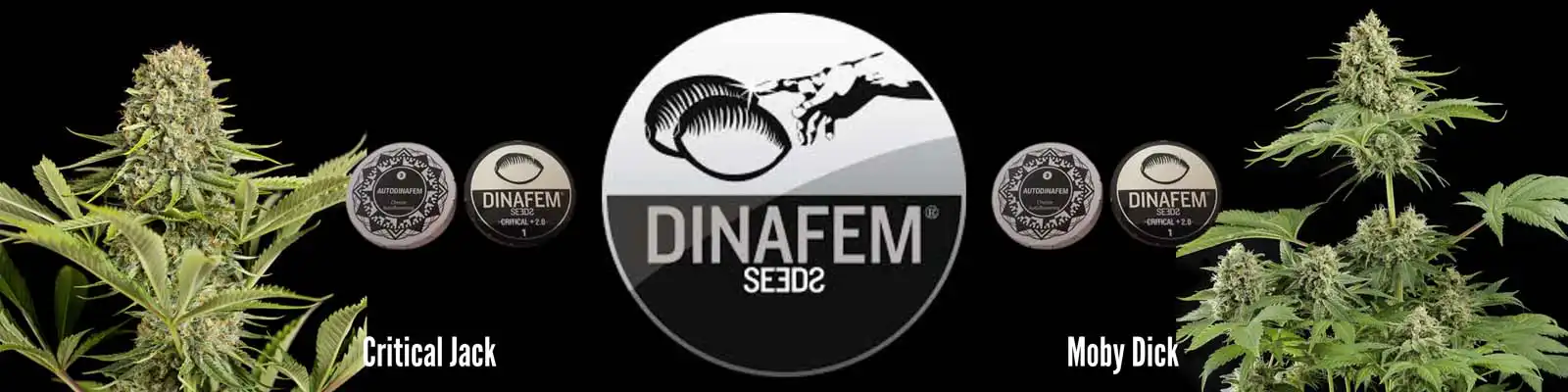 dinafem seeds cannabis seed bank