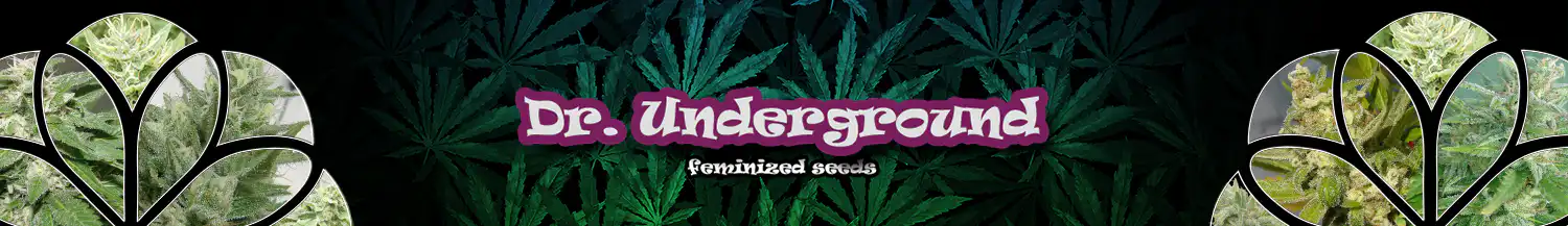 dr underground cannabis seeds