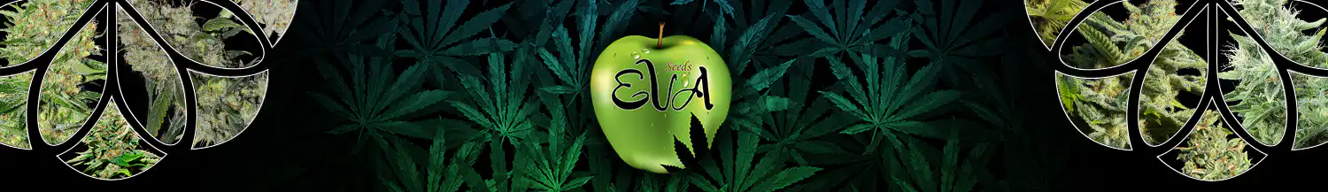 eva seeds cannabis seed bank