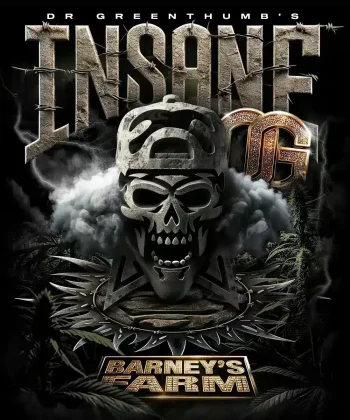 insane og feminized cannabis seeds by barneys farm