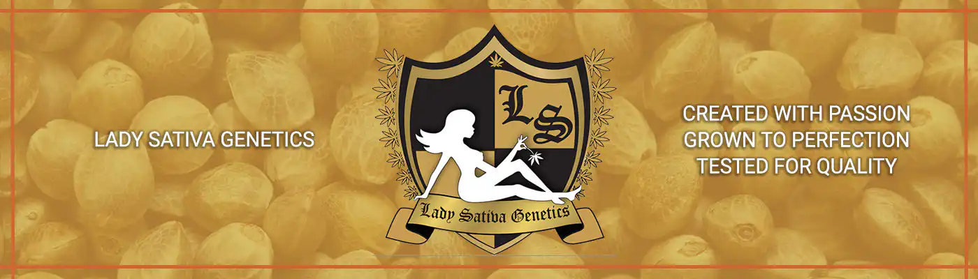 lady sativa genetics cannabis seeds
