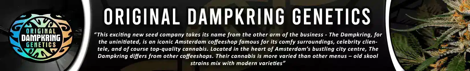 original dampkring genetics amsterdam coffeeshop seedbank cannabis seeds