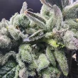 always-be-flowering-lucky-cat-feminized-cannabis-seeds