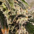 snow-globe-seeds-always-be-flowering-feminized