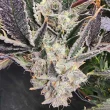 snow-globe-seeds-always-be-flowering-feminized