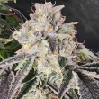 snow-globe-seeds-always-be-flowering-feminized