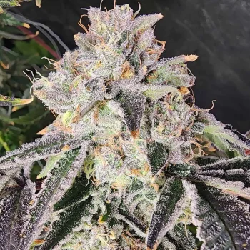 snow globe feminized always be flowering seed bank