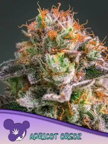 Apricot Oreoz seeds by Anesia Seeds