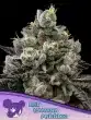 Red Banana Pudding Seeds – Anesia Seeds