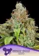 Sticky Boof Auto seeds by Anesia Seeds