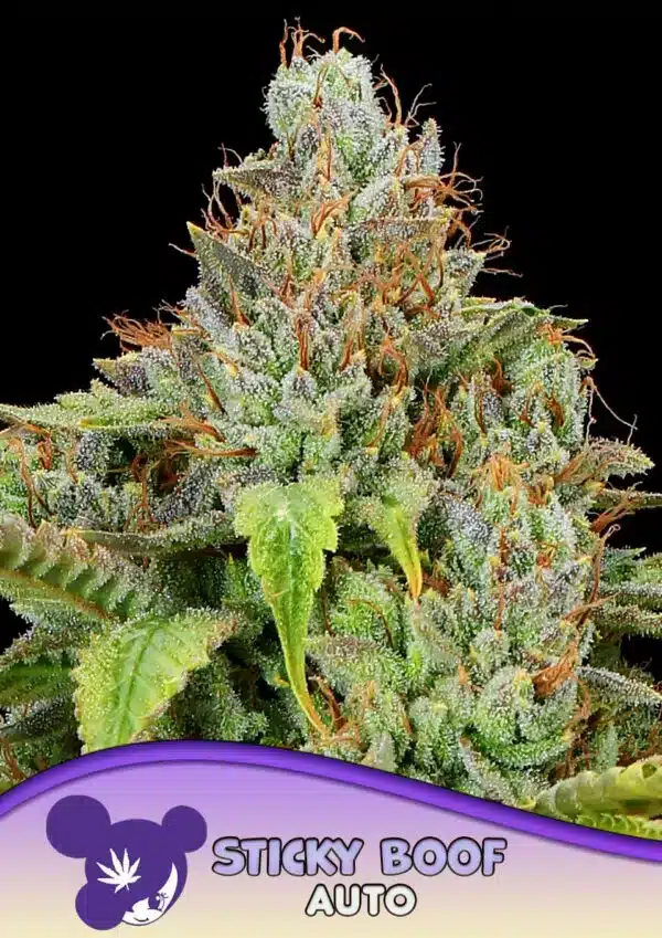 Sticky Boof Auto Seeds – Anesia Seeds Sticky Boof Auto seeds by Anesia Seeds