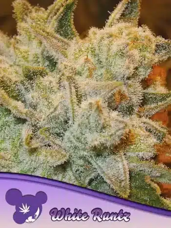 White Runtz seeds by Anesia Seeds