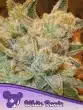 White Runtz seeds by Anesia Seeds