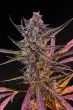 yuzu euphoria auto