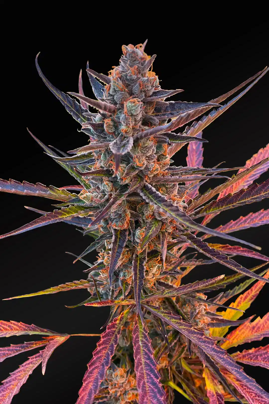 Yuzu-Euphoria-auto-seeds yuzu euphoria auto