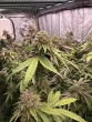 biscotti-gelato-by-fast-buds