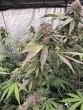 biscotti-gelato-by-fast-buds