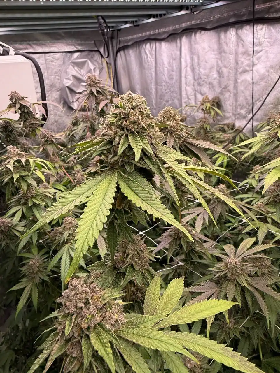 biscotti-gelato-fast-buds-feminized fast buds biscotti gelato feminized seeds
