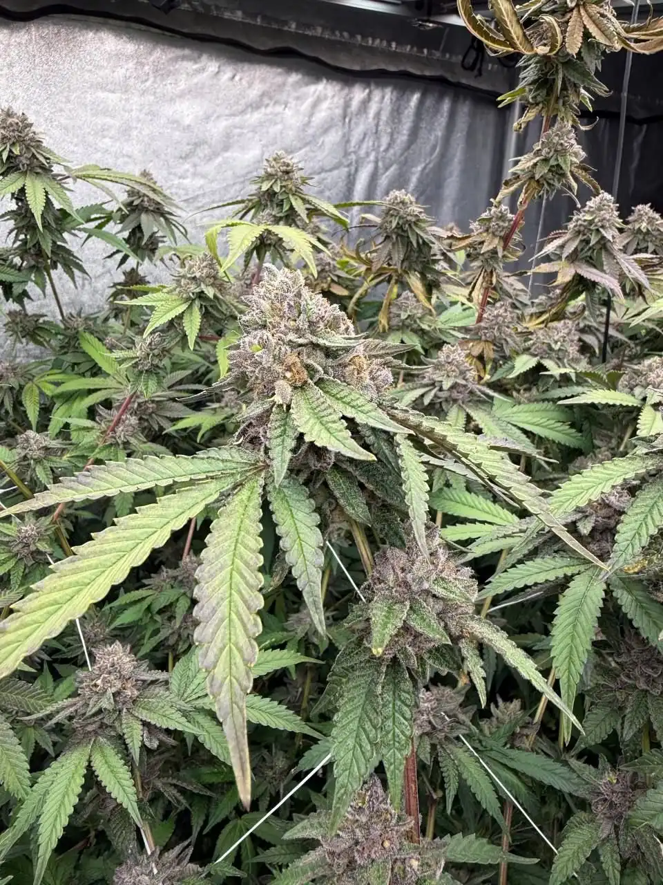 biscotti-gelato-feminized-fast-buds fast buds biscotti gelato feminized seeds